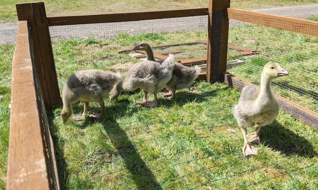 L'Angeberdière Saint-Mars-sur-la-Futaie Esterno foto